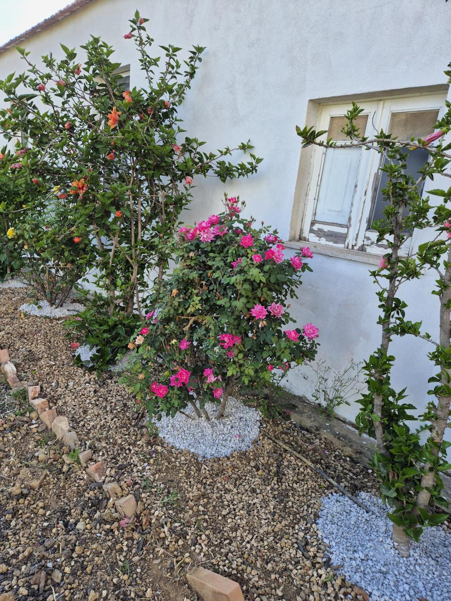 Villa Elvira Country House Belvedere Marittimo Exterior foto
